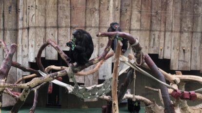 Affen im Krefelder Zoo