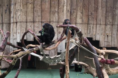 Affen im Krefelder Zoo