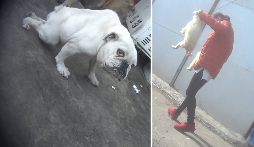 PETA-Augenzeuge deckt Welpenhorror in China auf