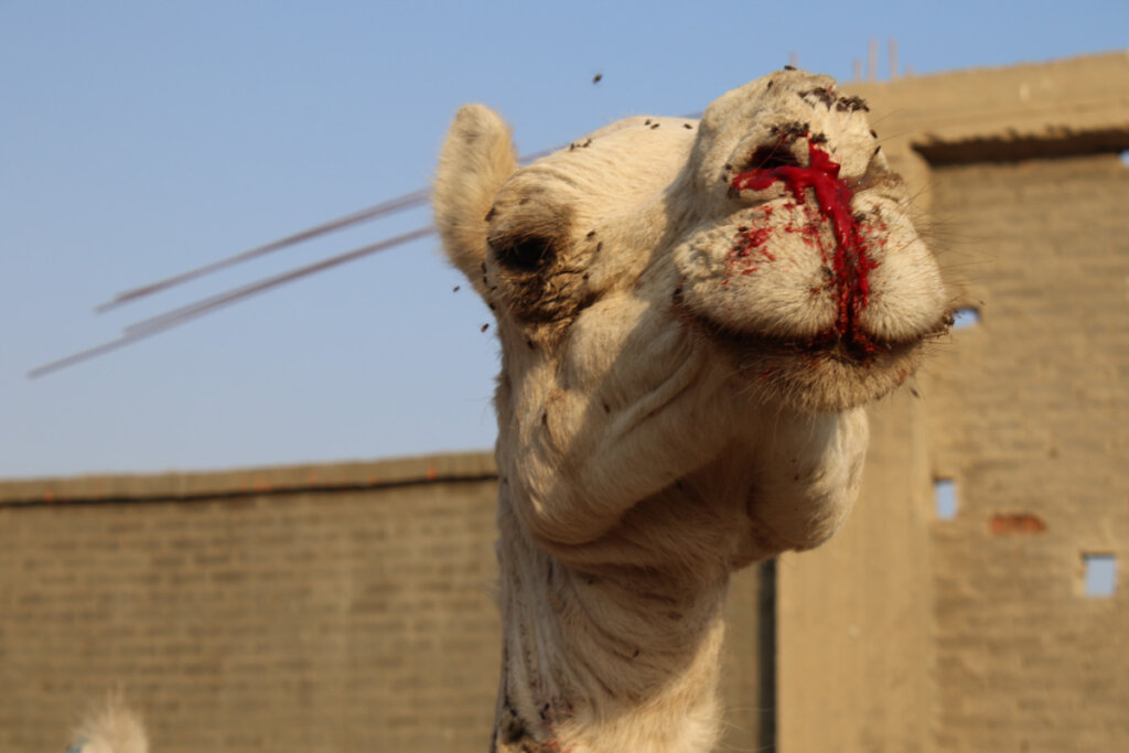 Kamel mit blutigem Gesicht