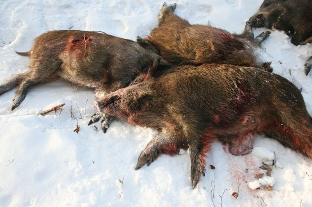 tote wildschweine im schnee