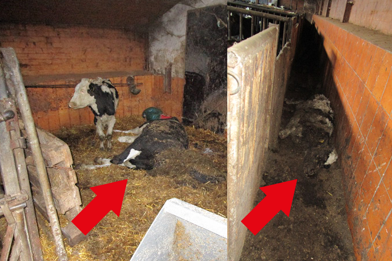ERFOLG: Landwirt von Grusel-Hof darf keine Rinder mehr halten!