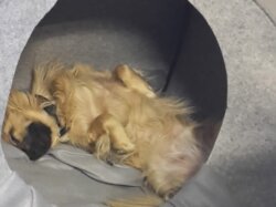Hund Polly