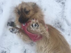 Hund Polly