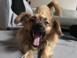 Hund Polly