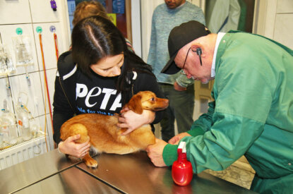 PETA Mitarbeiterin und Tierarzt versorgen Hund