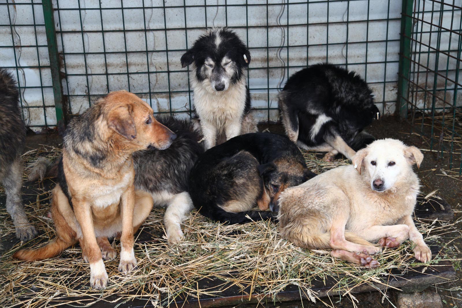 Diese Hunde konnten wir aus einem rumänischen Tierheim retten