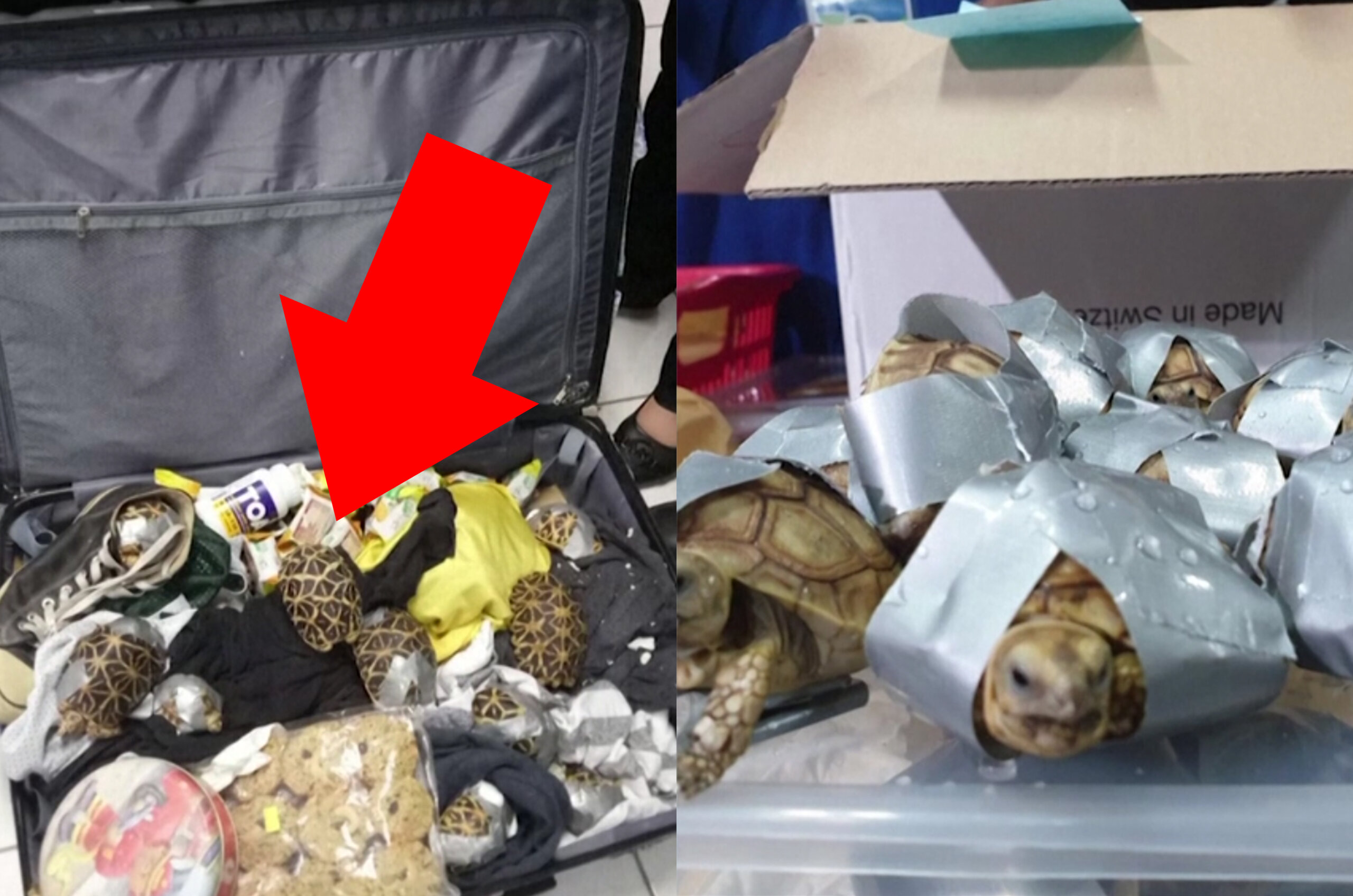 Philippinen: 1.500 LEBENDIGE Schildkröten in Koffern entdeckt