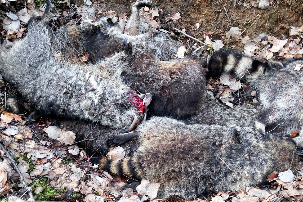 Horrorfund: Jäger prügelt Waschbären offenbar mit Knüppel tot