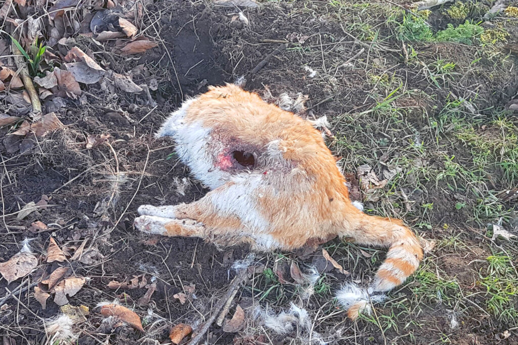 Tote erschossene Katze