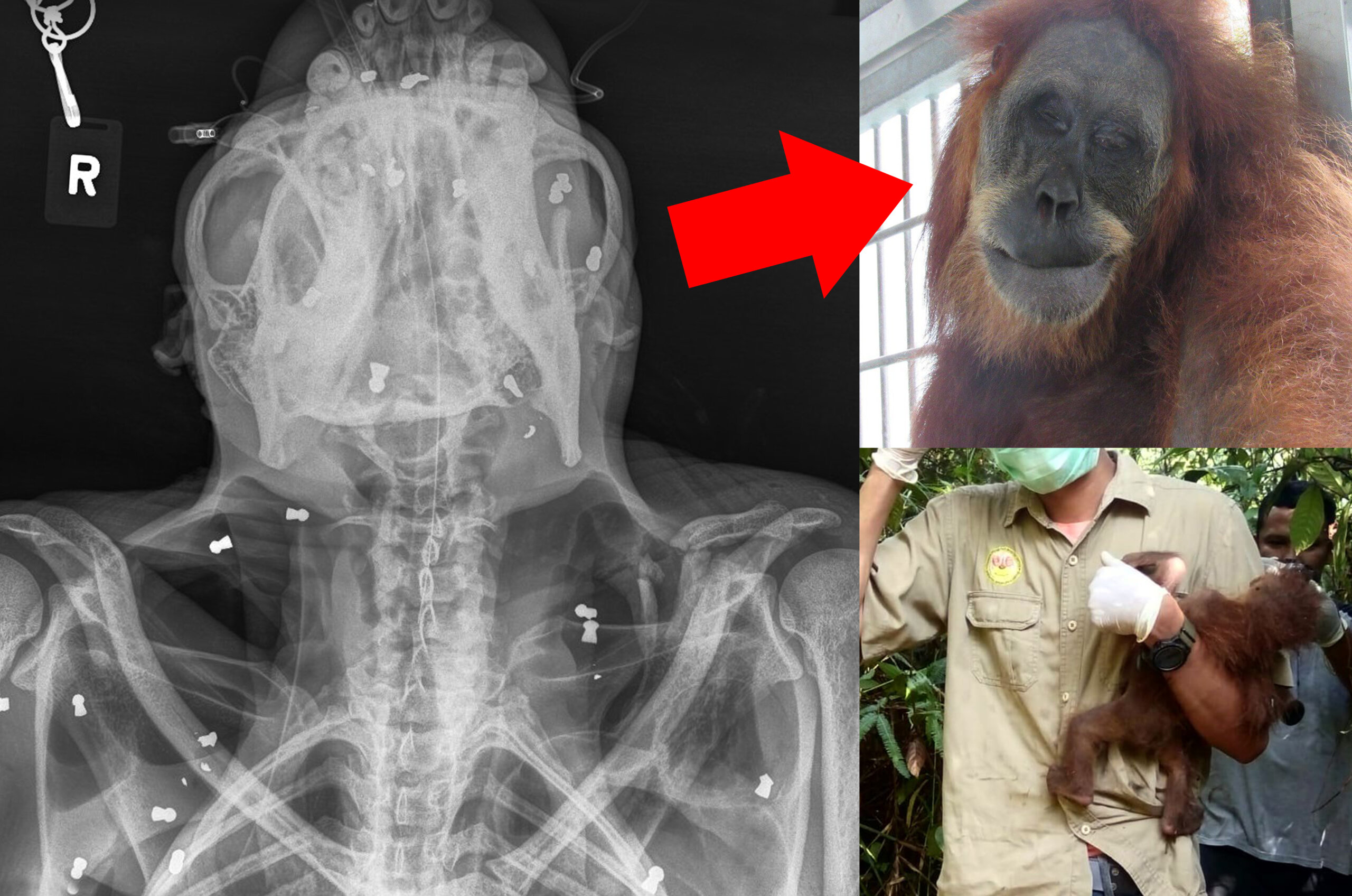 Orang-Utan-Mama überlebt 74 Gewehrkugeln, ihr Baby stirbt