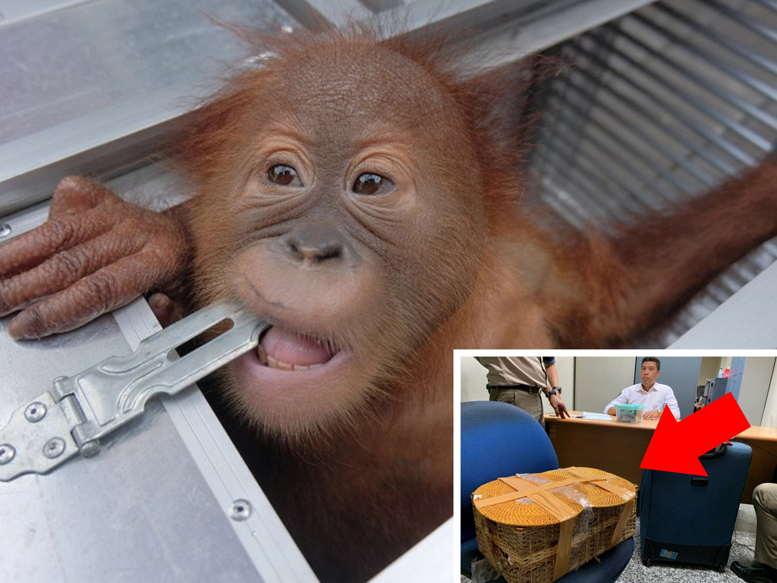 Flughafen-Kontrolle: Betäubter Orang-Utan in Koffer entdeckt
