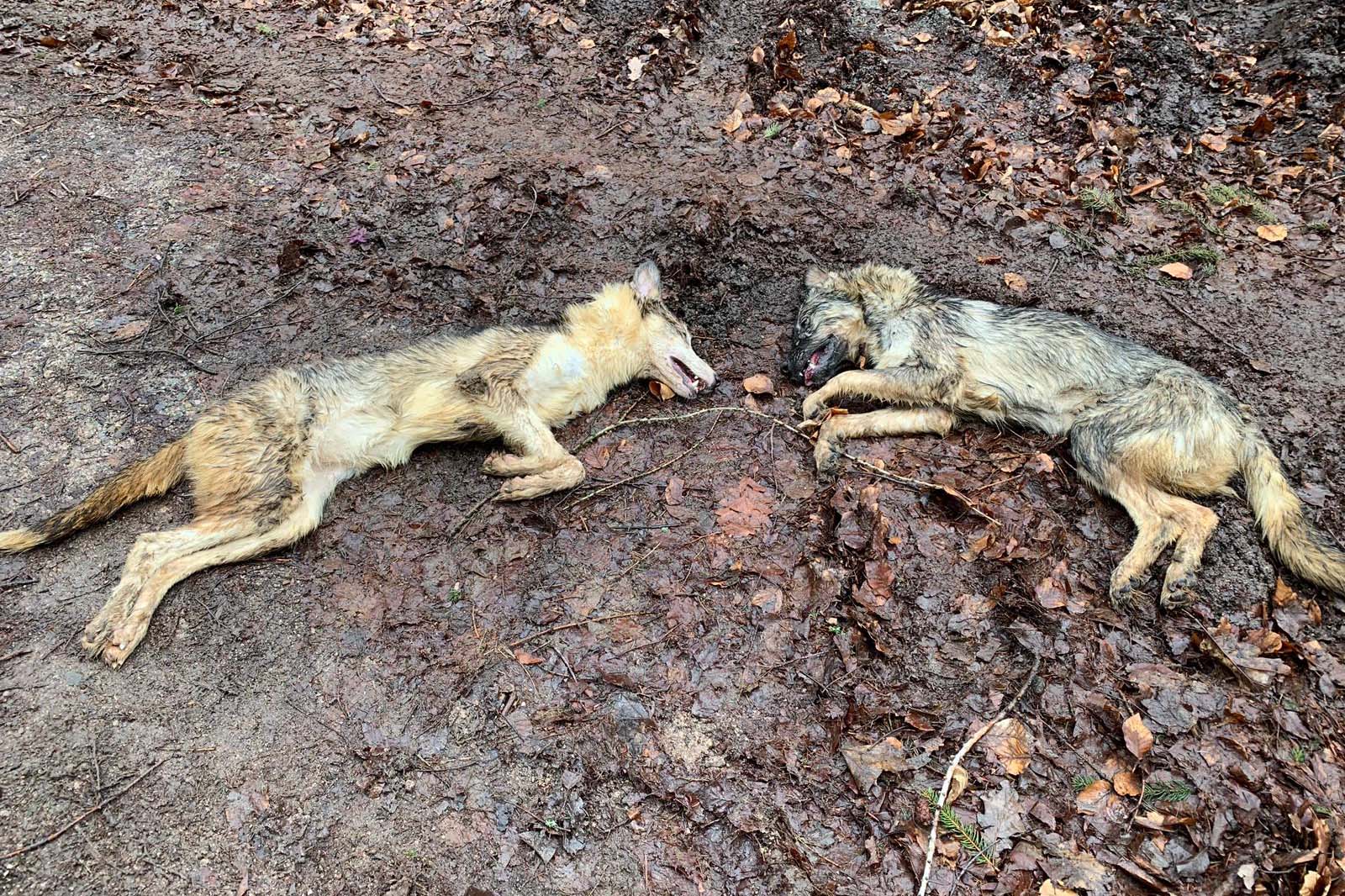 Grausamer Fund – wer hat das den Hunden angetan?