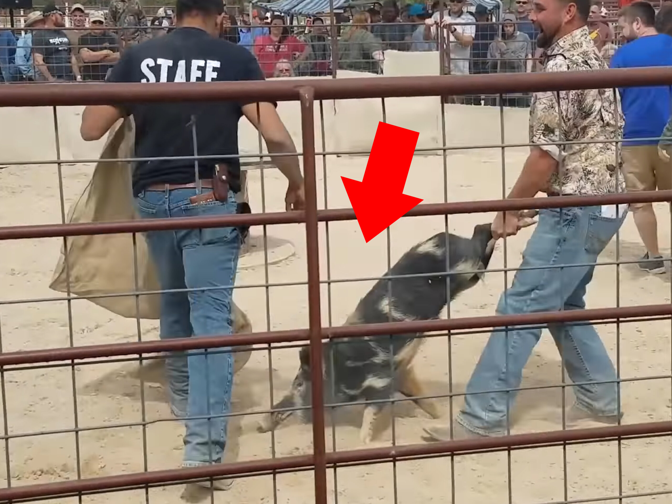 VIDEO: Wildschweine gejagt, misshandelt und in Sack gesteckt