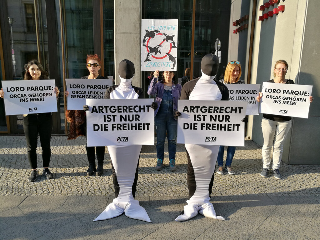 Demonstration gegen Loro Parque