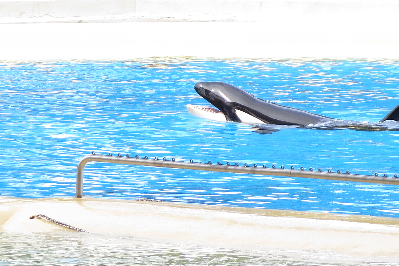 Huffington Post löscht positive Artikel über Loro-Parque Orca-Haltung