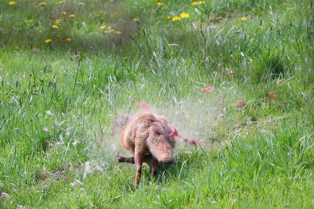 Ein Fuchs wird abgeschossen.