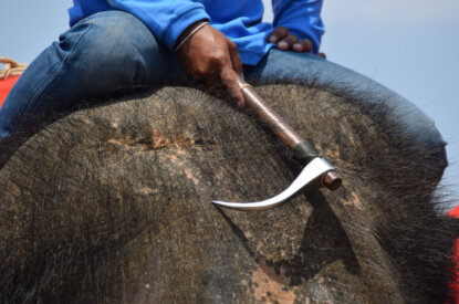 Person schlaegt Elefant mit Elefantenhaken
