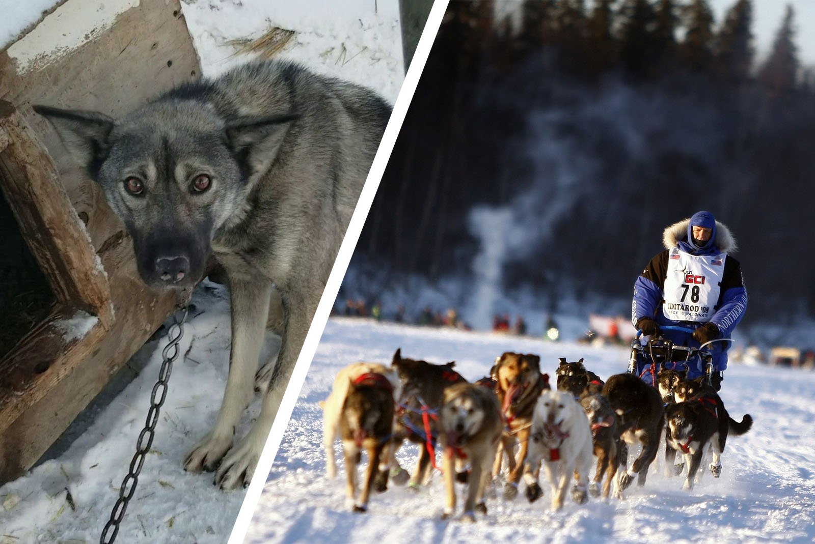 Iditarod Hunderennen