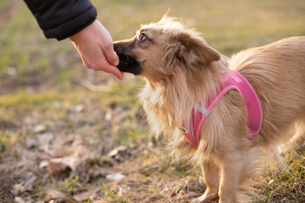 Person gibt Hund Leckerli