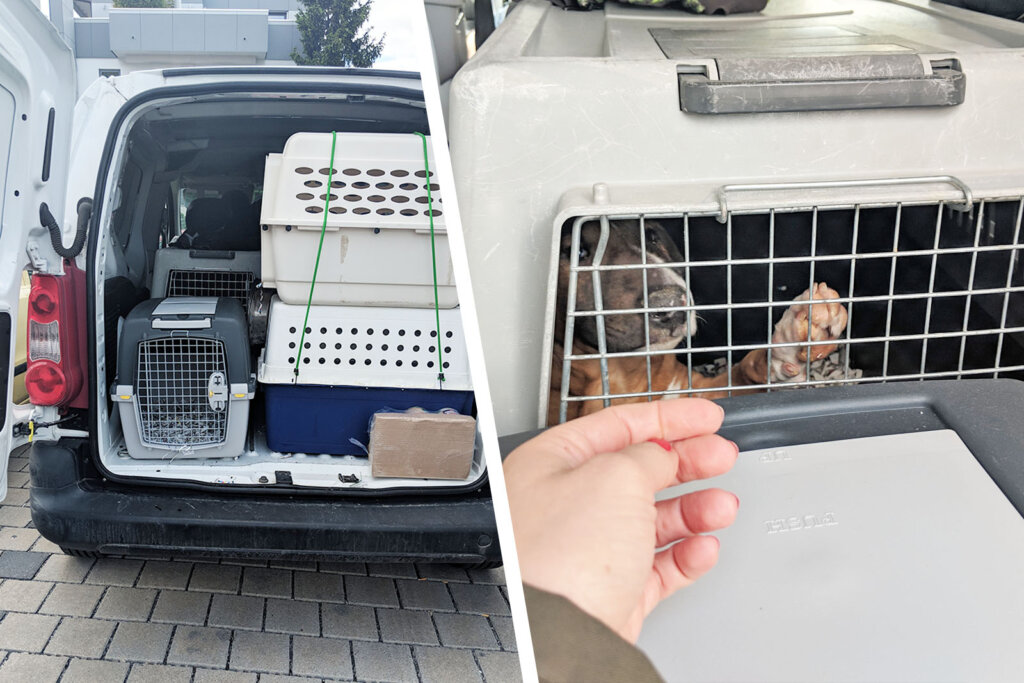 Beschlagnahmte Welpen aus illegalem Tierhandel