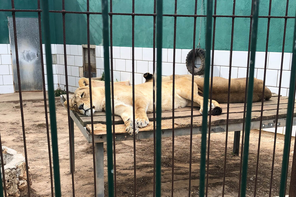 Loewe im Zoogehege
