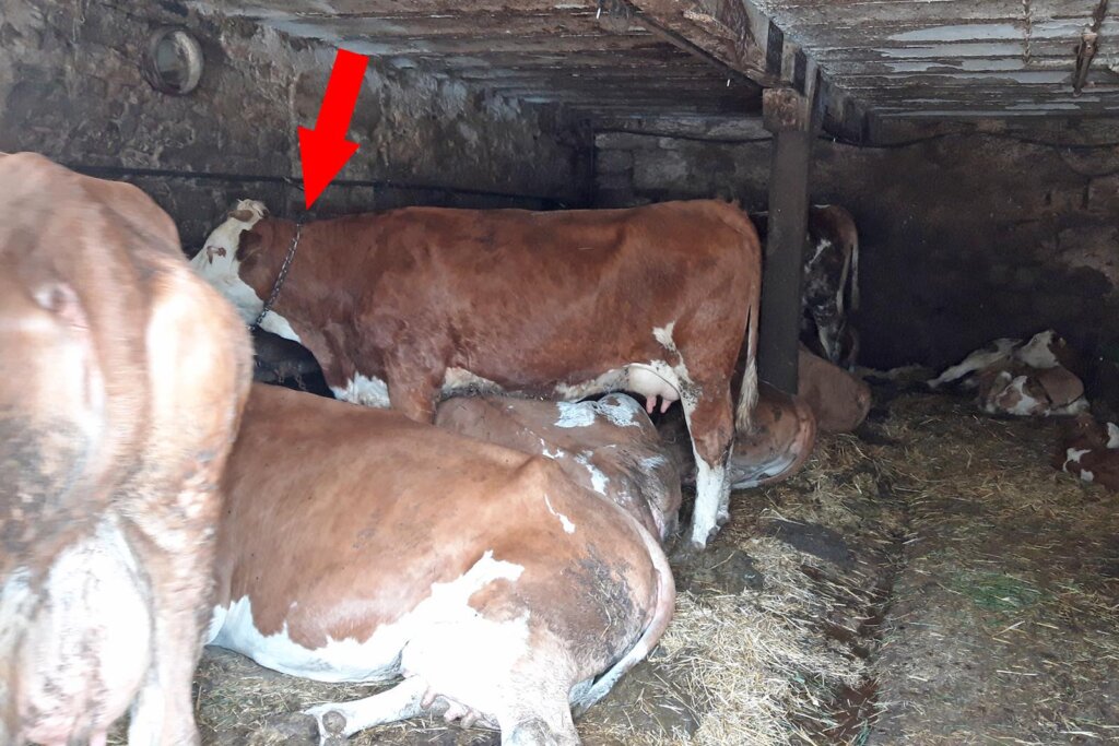 kuehe sind angebunden