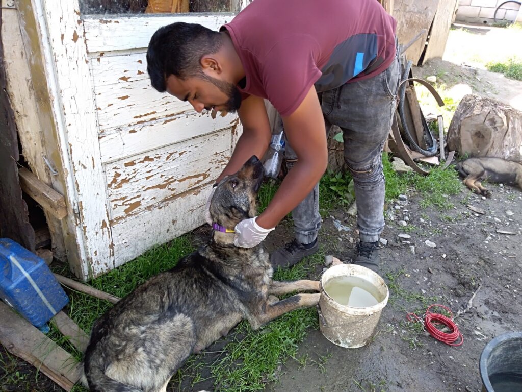 Florin verpflegt einen Strassenhund
