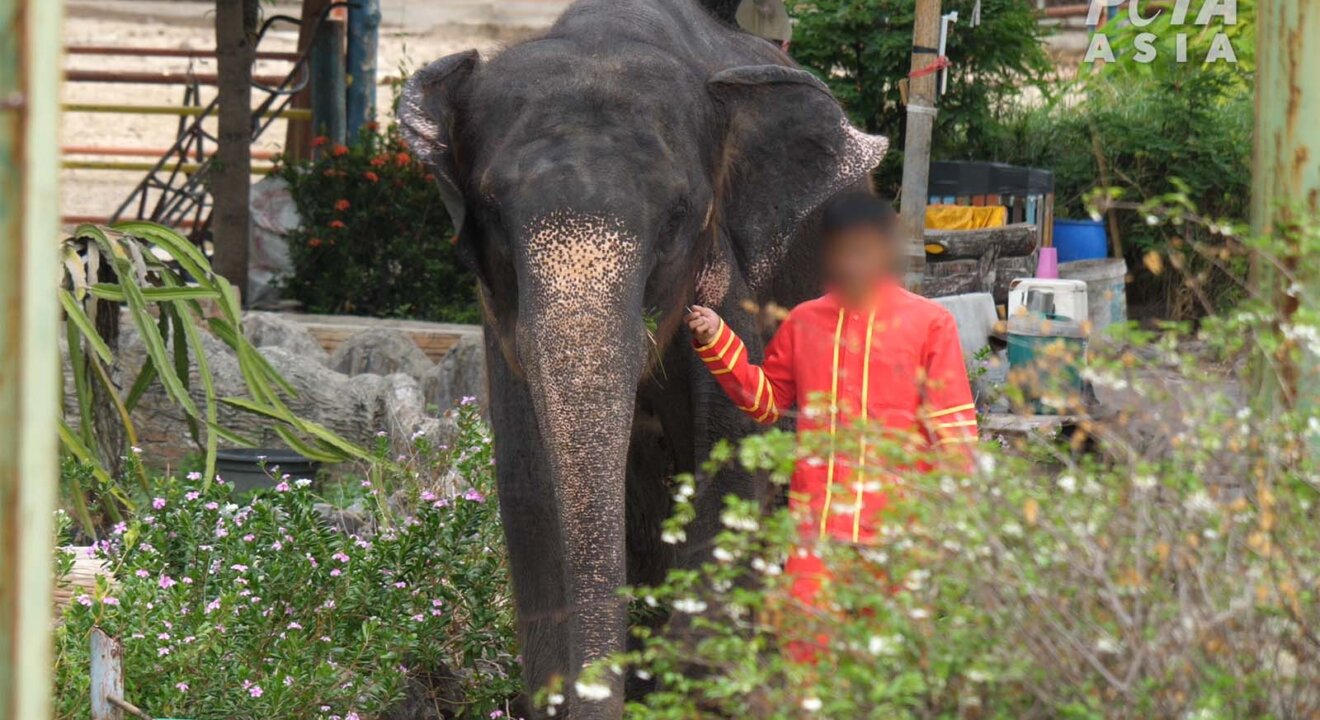 Mann laeuft neben Elefant