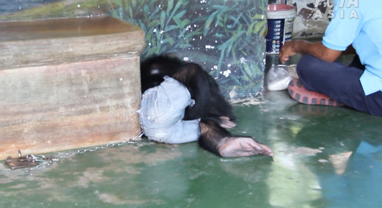 Affe in Hose liegt auf dem Boden
