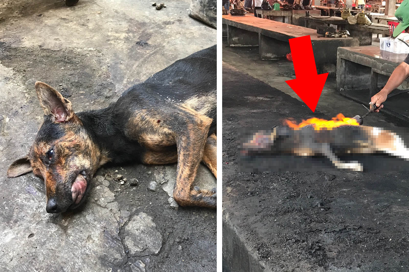 Indonesien: Hunde und Katzen grausam erschlagen und verbrannt