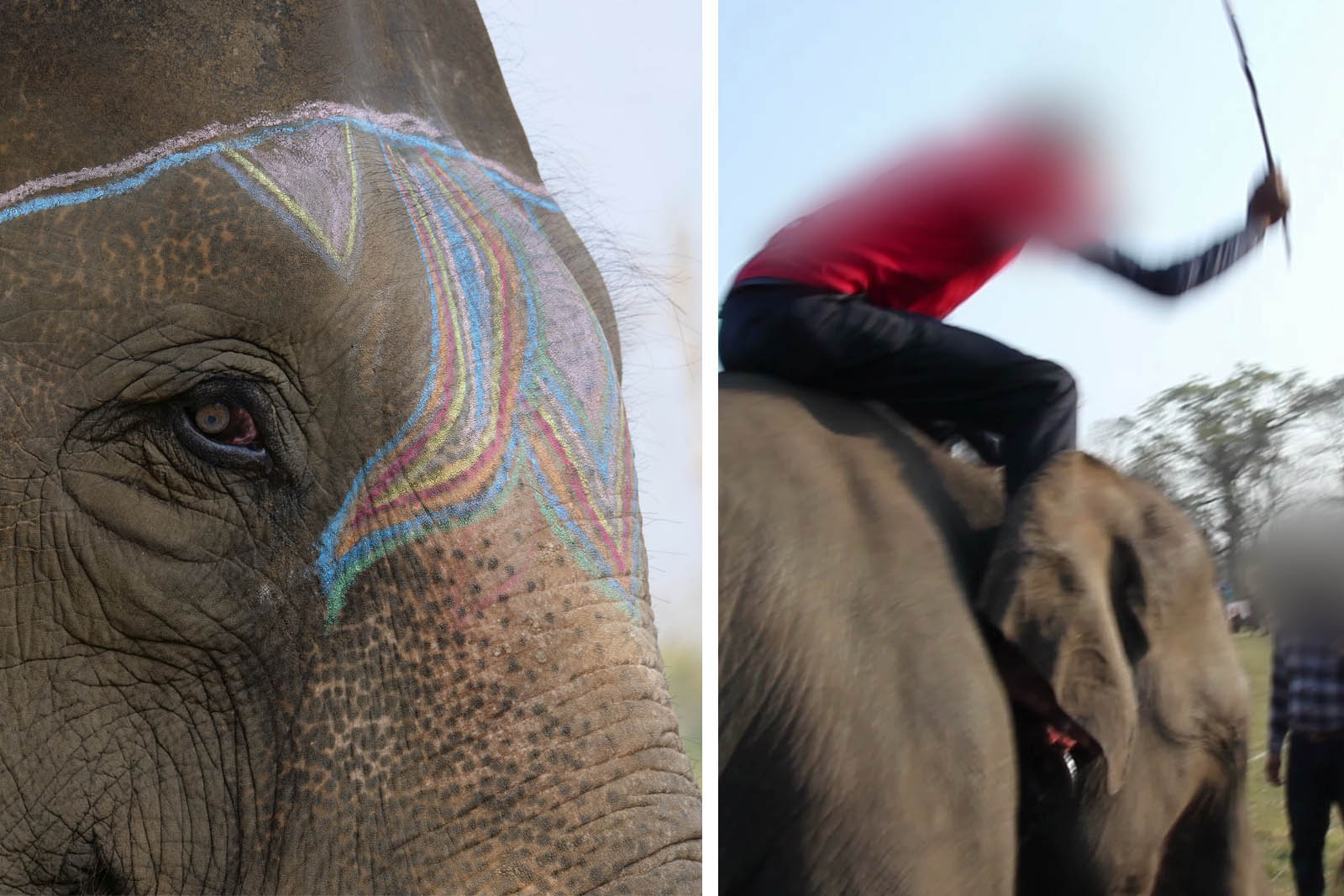 Chitwan-Elefantenfestival: Tiere mit Haken & Stock geschlagen