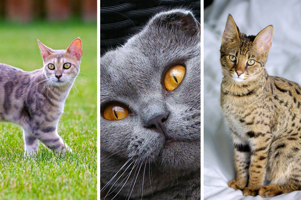 Qualzuchtrassen von Katzen
