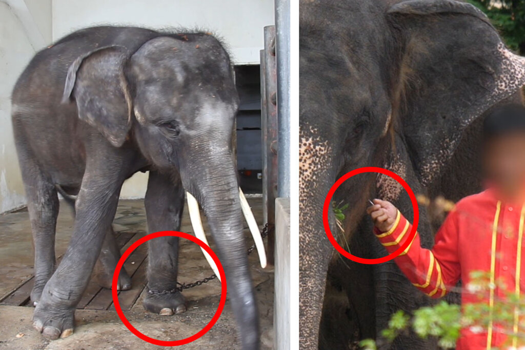 Angeketteter Elefant