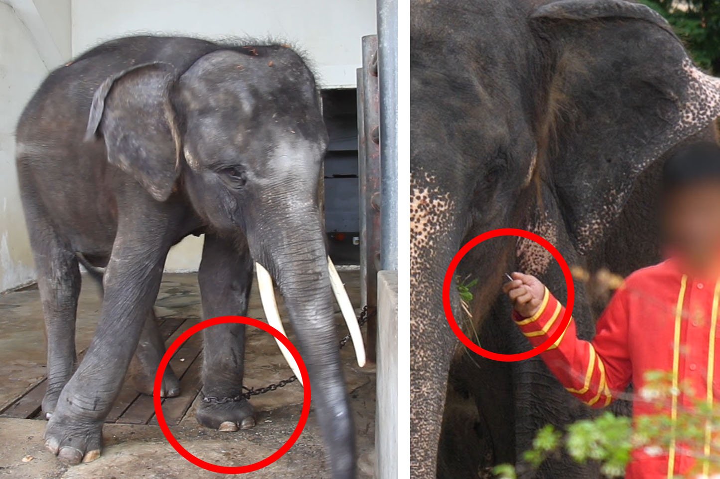 Video: Elefantenbaby im Zoo für Touristen angekettet und misshandelt