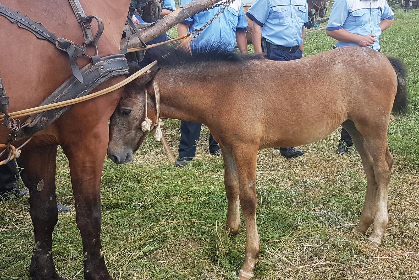 Fohlen und Pferd auf Pferdemarkt