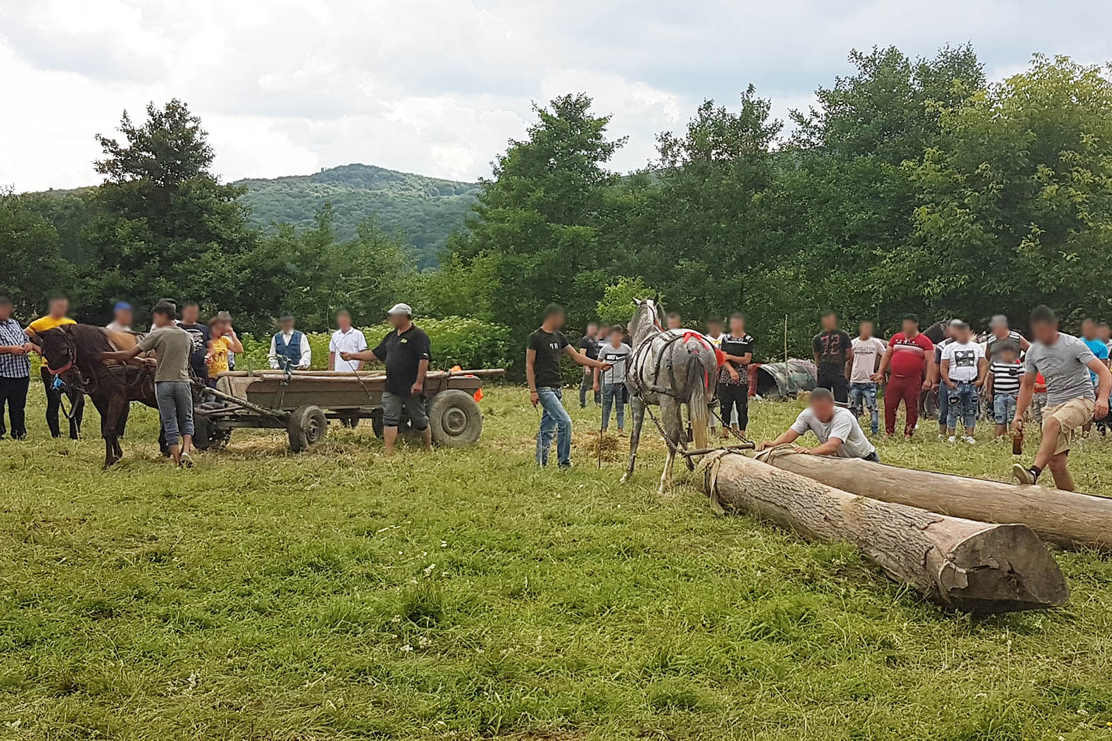 Pferd zieht Baumstamm