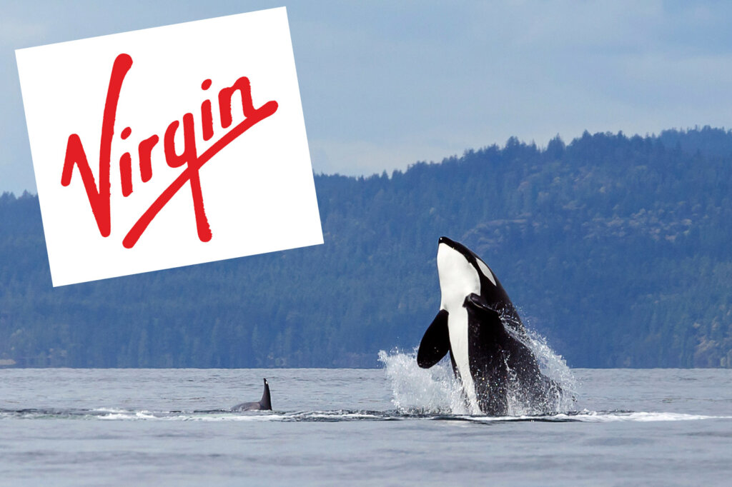Orca im Meer