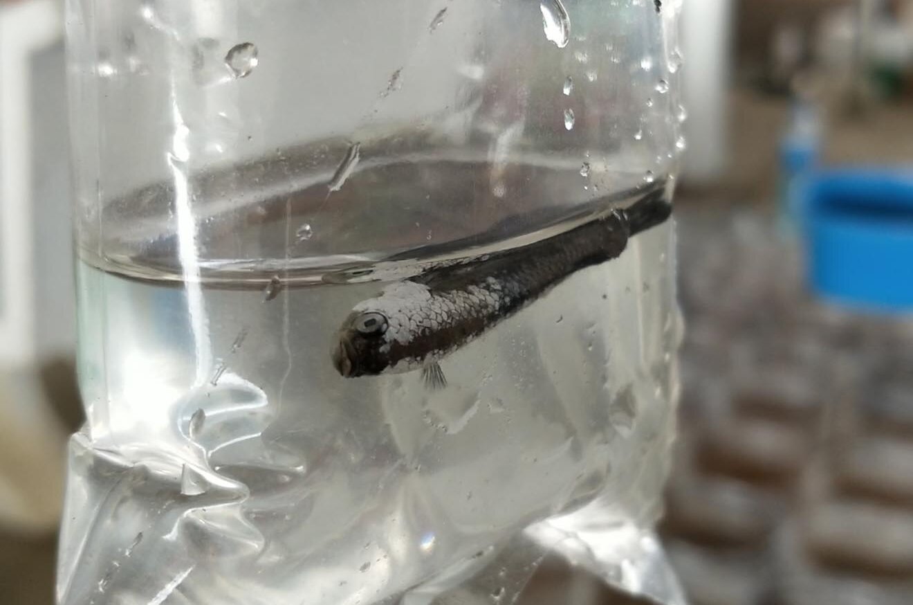 Toter Kampffisch im Plastikbeutel treibt im Wasser