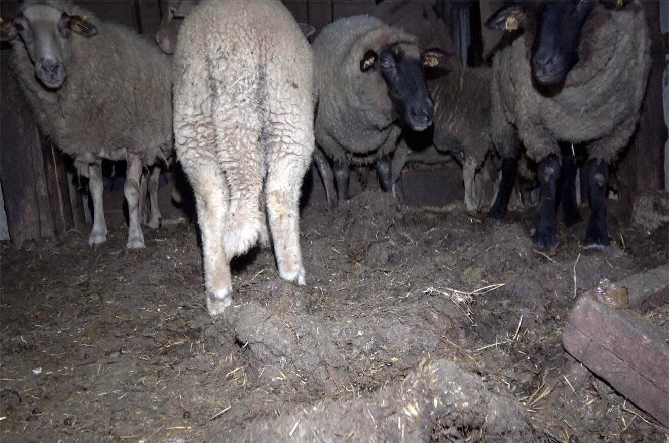 Schafe stehen im verdreckten Stall
