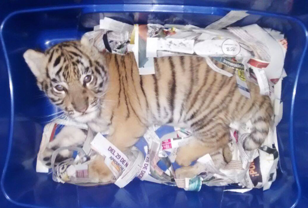 Dieses lebende Tigerbaby wurde sediert und mit der Post verschickt