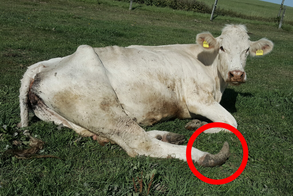 Kuh mit deformierter Klaue