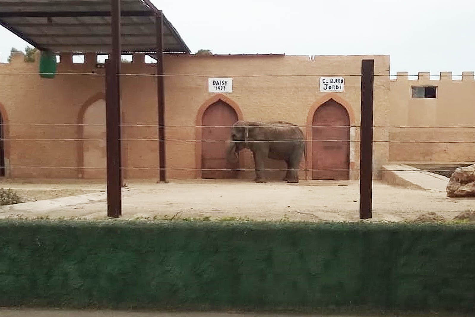 Einsamer Elefant im Zoogehege