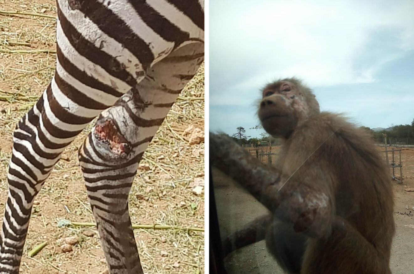 Verwundete Tiere im Zoo