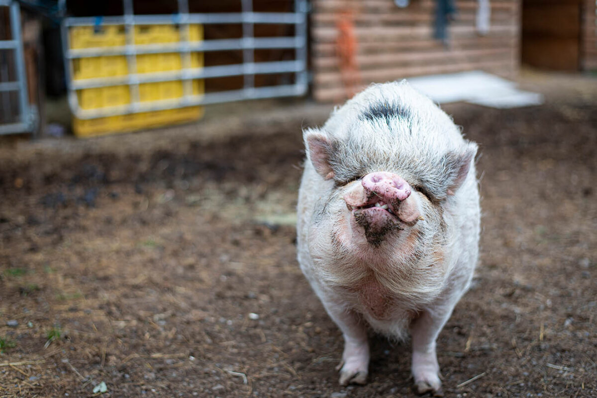 Schweine retten & richtig halten: 5 Tipps für die Schweinehaltung