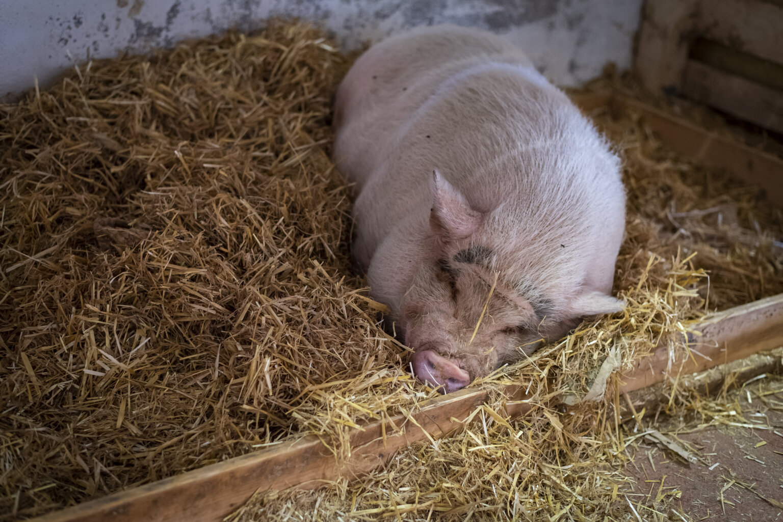 Das Schwein – 14 faszinierende Fakten über Schweine