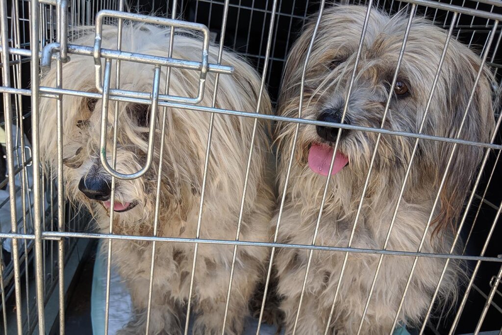 Hunde in Transportbox