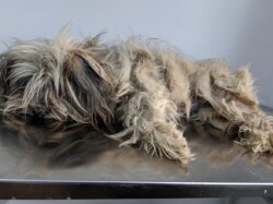 Hund mit verfilztem Fell