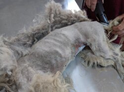 Hund mit geschorenem Fell