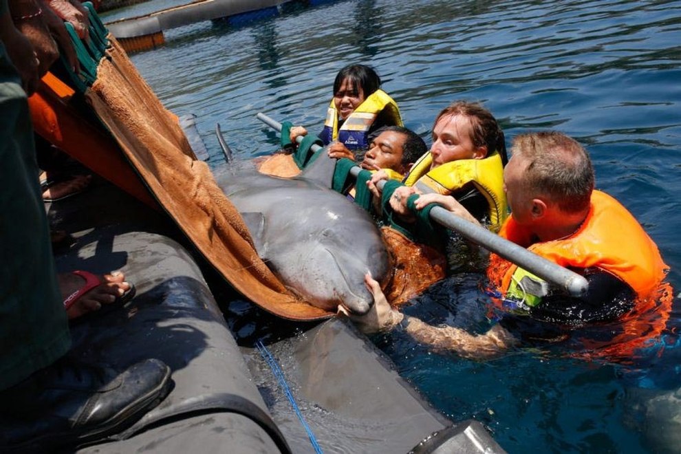 Delfin wird zu Wasser gelassen